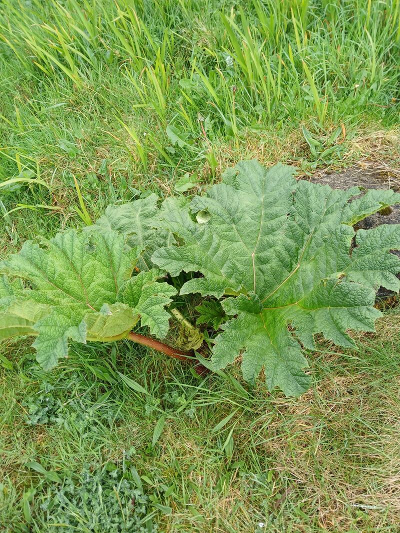 Wild rhubarb, supplied by Mairead Loughman.