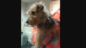 Dog takes solo train trip to Pearse station