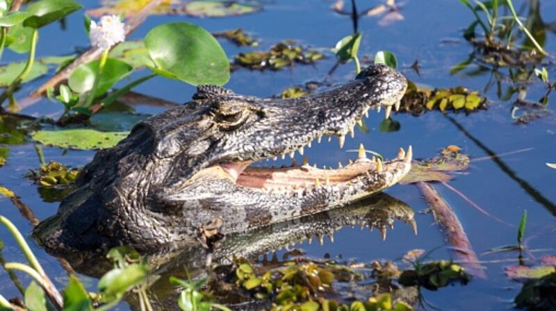 Black Caiman in swamp, Ibera National Park, Argentina, South America