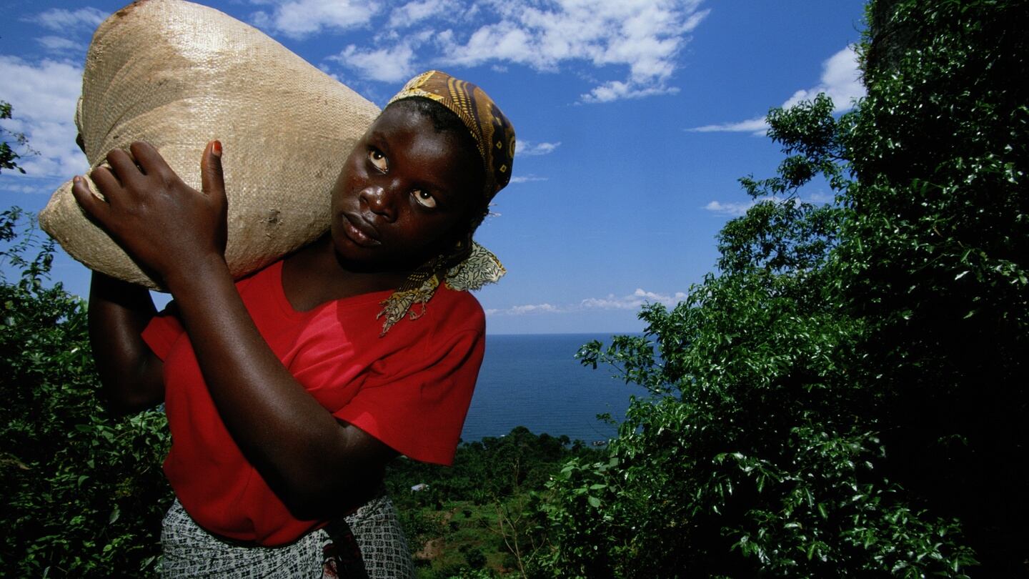 Harvesting coffee in Tanzania