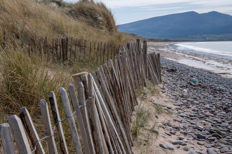 Chestnut fences designate beach access routes and prevent Marram grass from being trampled. Photograph: Domnick Walsh