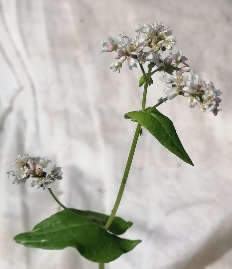 Buckwheat. Photograph supplied by John Doyle