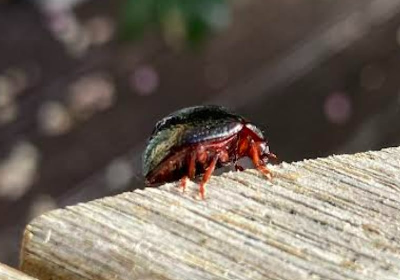 Bronze beetle. Photograph: Caitriona Casey
