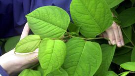 We are worried about our neighbour’s Japanese Knotweed plant spreading