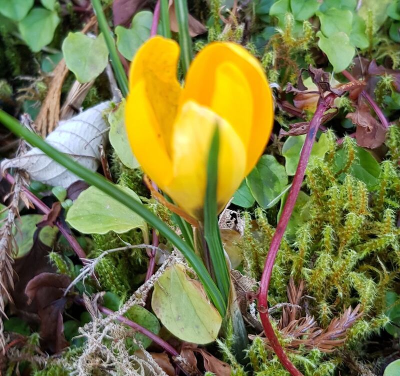 Wild crocus
