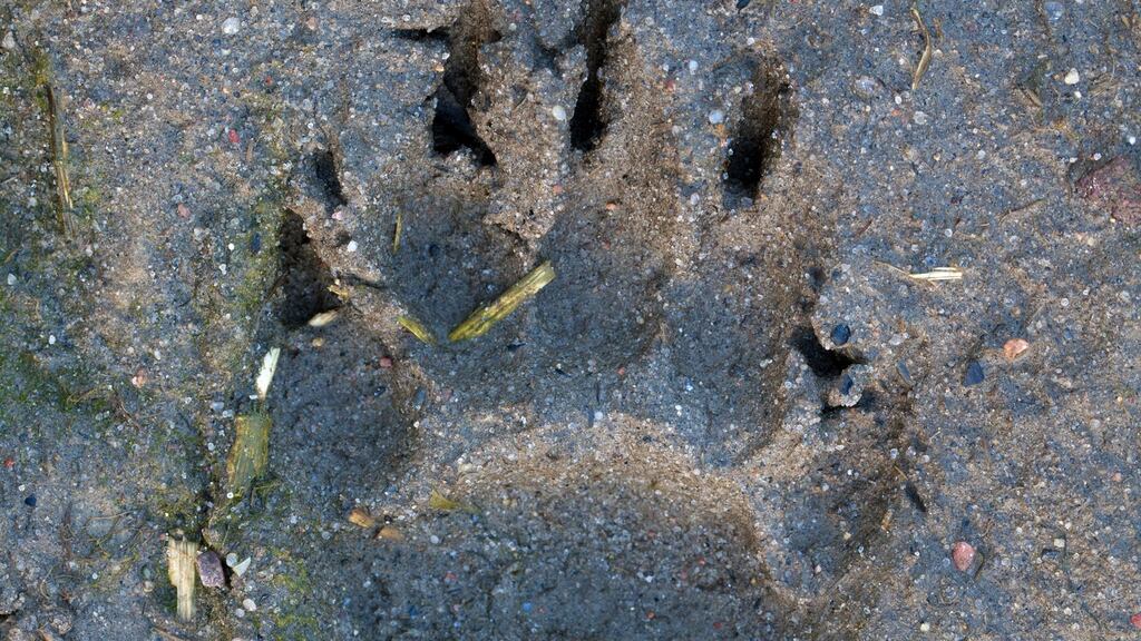 The footprint of a badger’s forepaw in mud. Photograph: Arterra/UIG via Getty Images