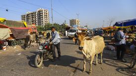 India willing to pay high price to protect its cows