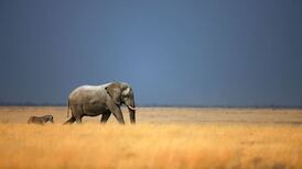 Review: Michael Harding’s wonderful new memoir: Hanging With the Elephant