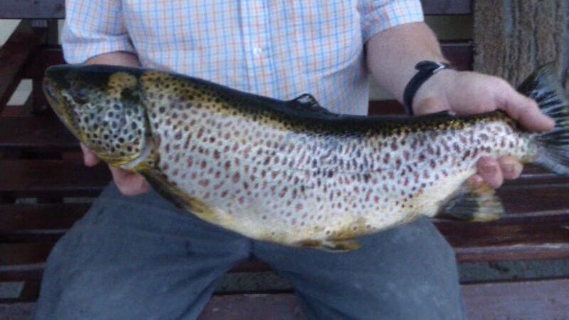 The splendid brown trout of 3.2kg (7.062lb), caught dapping on Lough Corrib by local angler Vincent Hughes