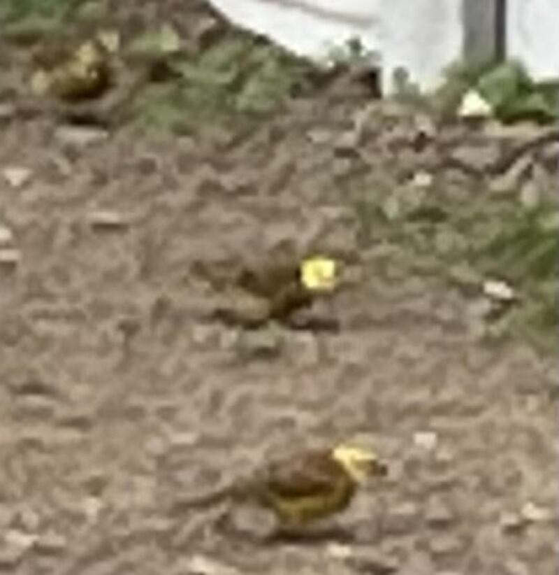 Yellowhammers. Photograph supplied by Andrew Blair