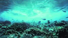 Coral reefs date back to dinosaur age, 160m years ago, says study