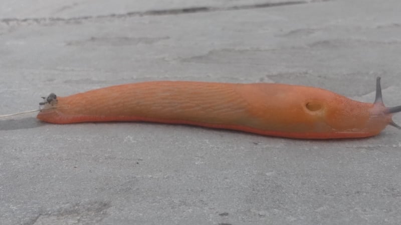 The slug Arion ater rufus, which is the red form of the black slug A ater