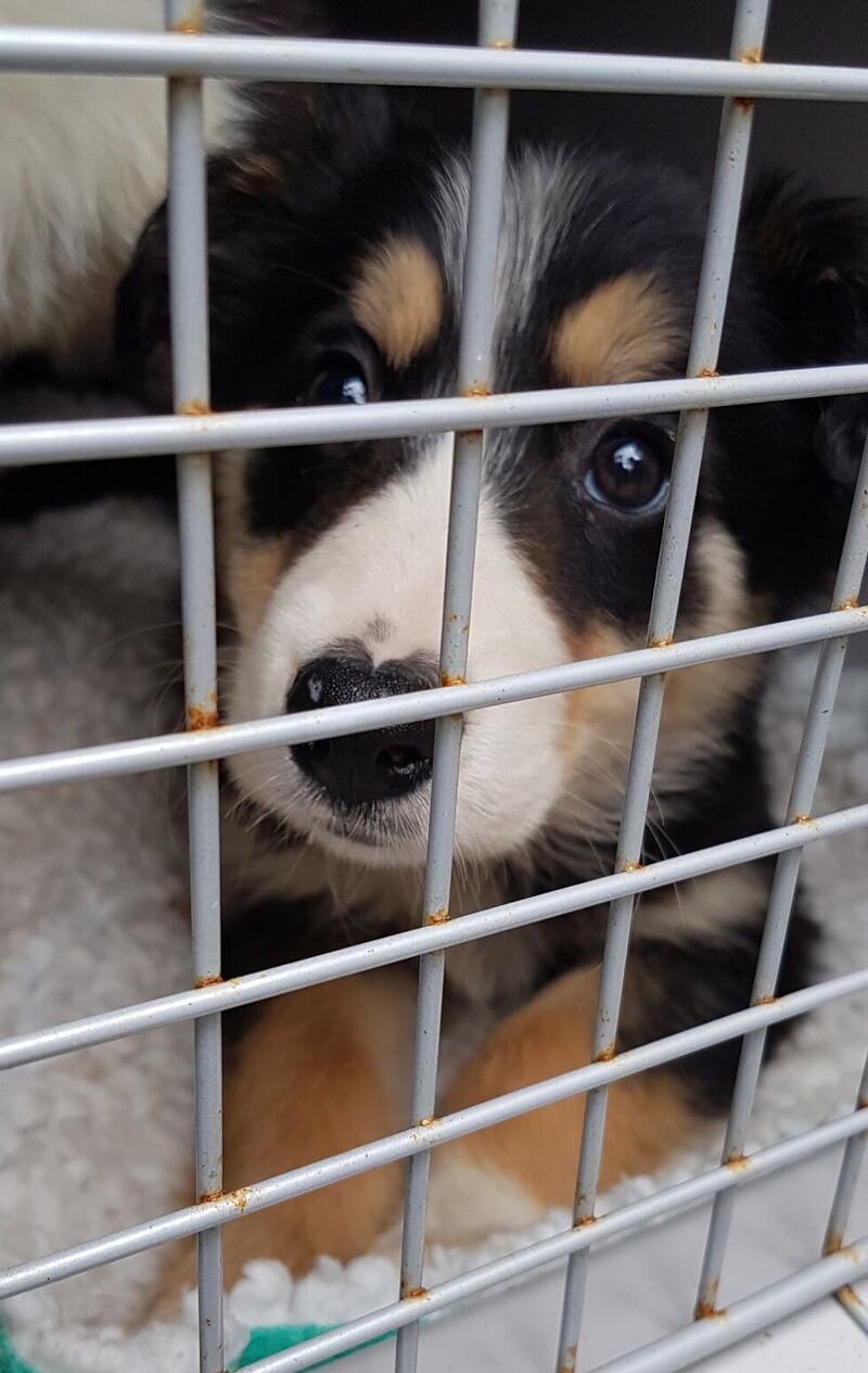 One of the dogs found in a van in Cairnryan.