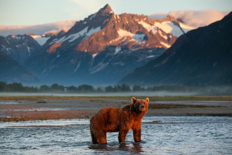 Witness incredible moments of nature, like a lone grizzly standing in the river at sunset, framed by dramatic mountains