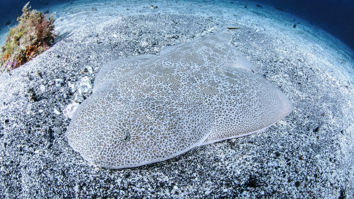 Angel Shark Lurking on Ocean Sandy Floor of Izu, Japan