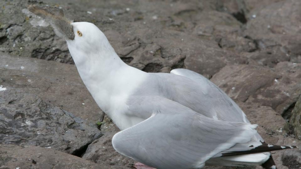 The gull swallows the young rabbit whole after killing it. Photograph: Michael Kelly