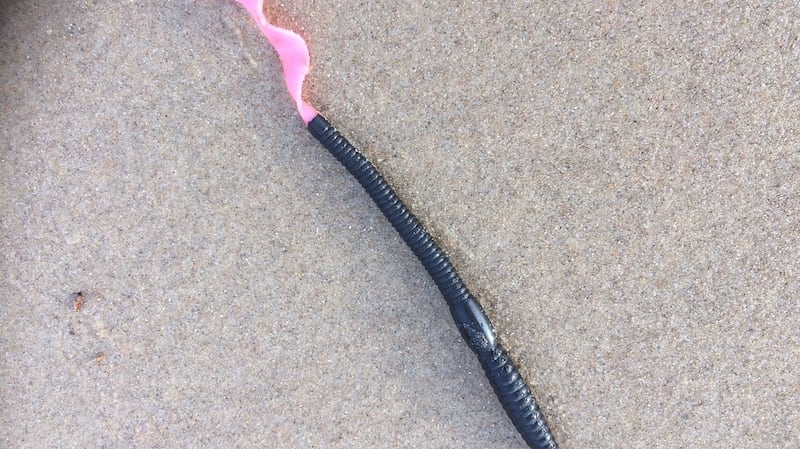 A lugworm.