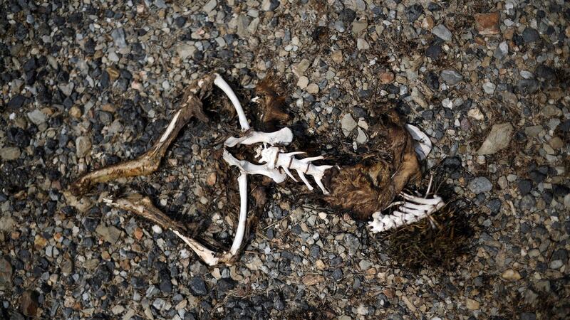 The skeleton of a kangaroo on a farm after bushfires in Batlow, New South Wales, Australia. Photograph: Saeed Khan/AFP via Getty Images