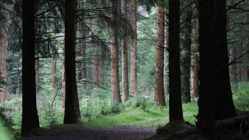 This 4km run starting in Ticknock Forest should be no bother for hardy types. Photograph Nick Bradshaw/The Irish Times