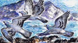 Another Life: Close call for our last few rock doves, wild originals of the west coast