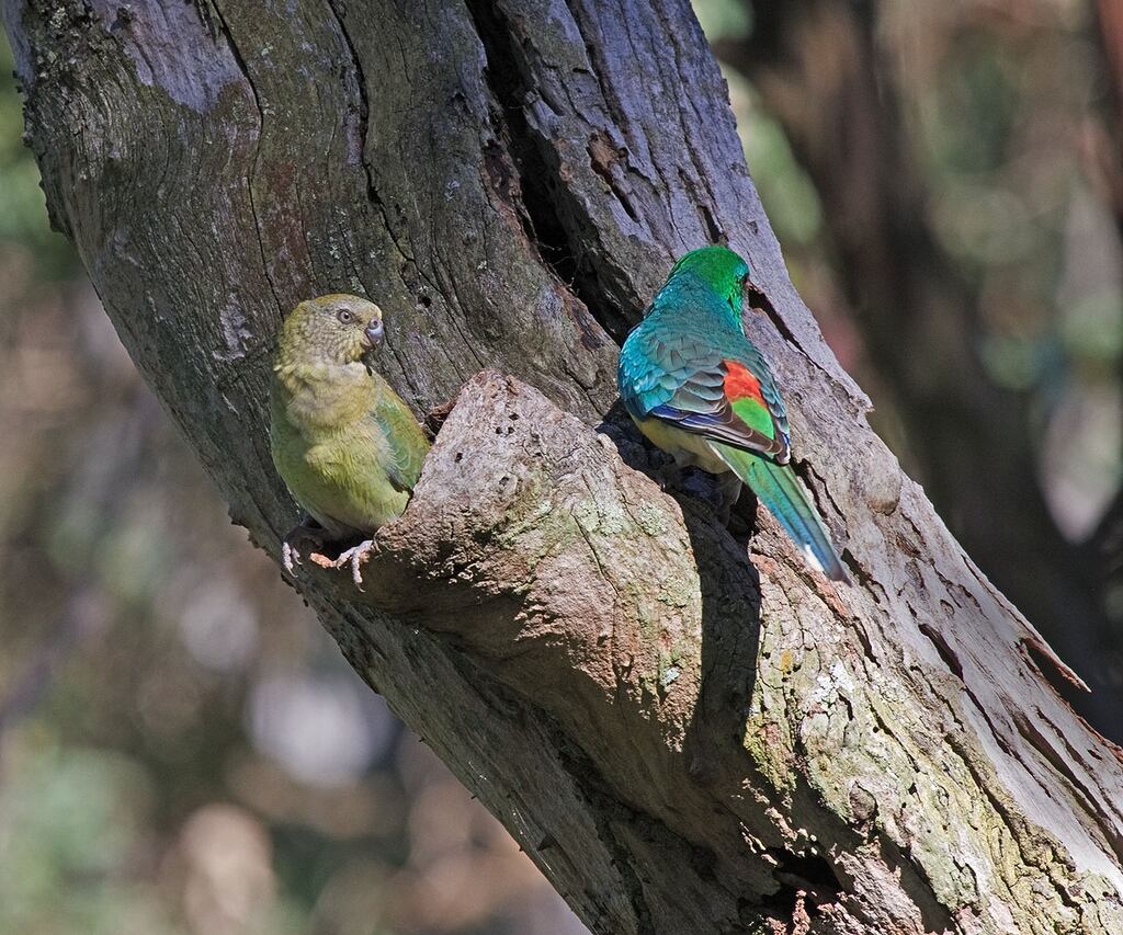 Red-rumped parrots: some have escaped from an aviary at Dublin’s Marlay Park