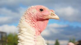 Oliver Callan: The turkeys of Drumlusty have seen it all