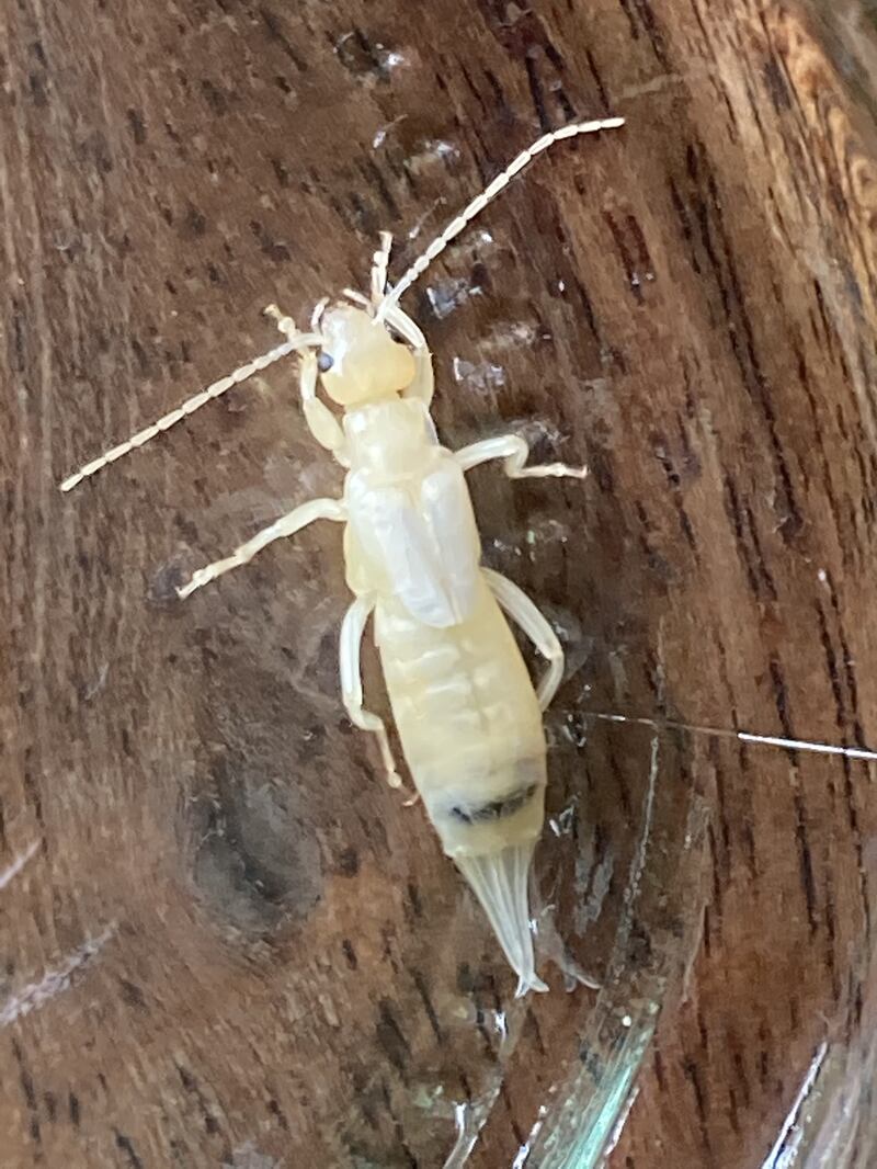 Female earwig, supplied by Joe Fenwick