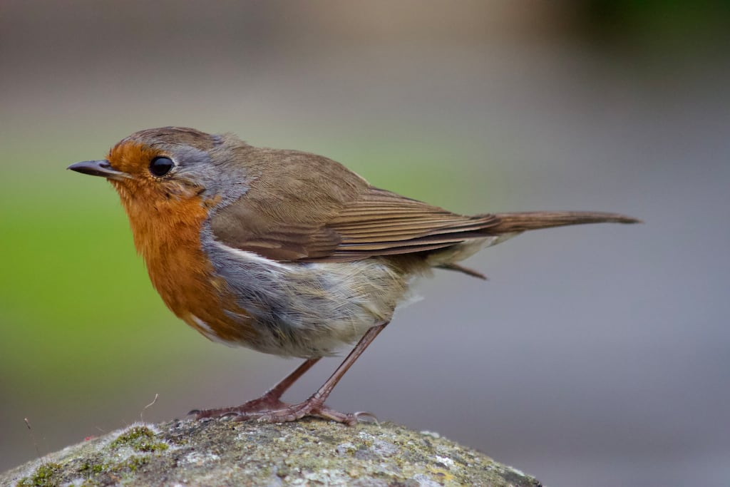 Robin. Photograph supplied by D Coleman