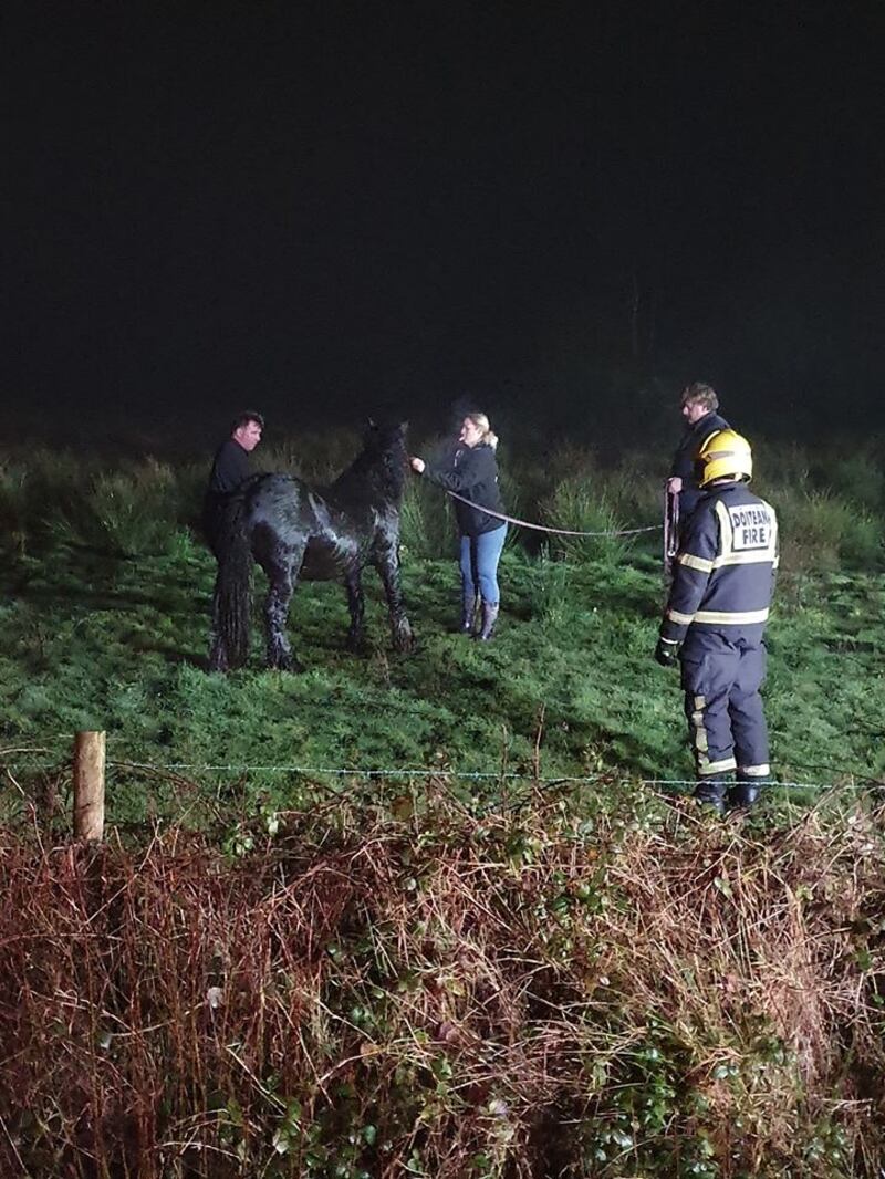 The horse was successfully hoisted out after ‘some delicate work’, according to a post on official Garda social media. Photograph: An Garda Síochána/Facebook
