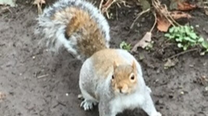 Grey squirrel