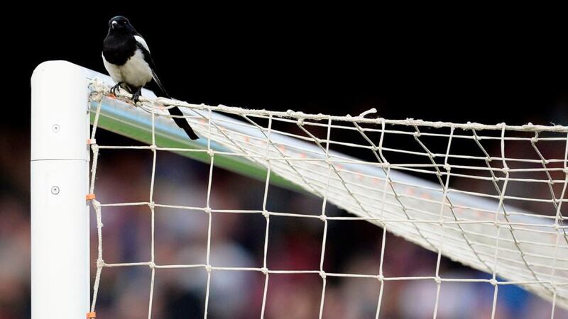 A magpie perches on the goal during the la Liga match between Barcelona and Real Betis at the Nou Camp. Photograph: Josep Lago/AFP/Getty Images