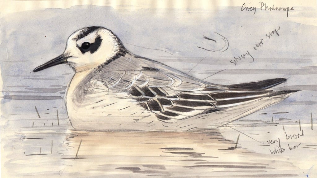 A sketch of a grey phalarope by Killian Mullarney