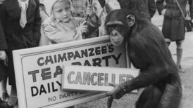 Betty the chimp: Was Dublin Zoo’s tea party favourite really a terrifying matriarch and bully?