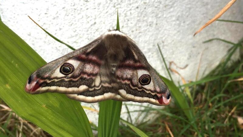 An emperor moth which can be seen fromt his times of year.
