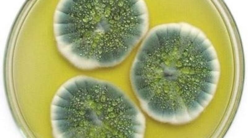 An endophyte growing on a culture dish