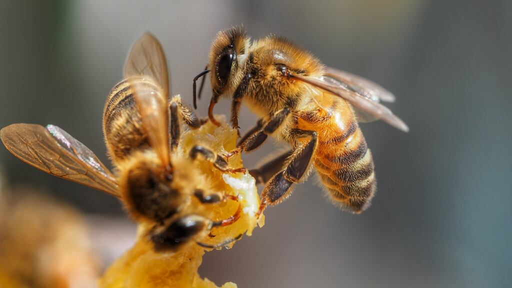 The scientists found that due to their highly developed sense of smell, the bees learned how to detect the virus after just minutes of training. Photograph: Getty Images