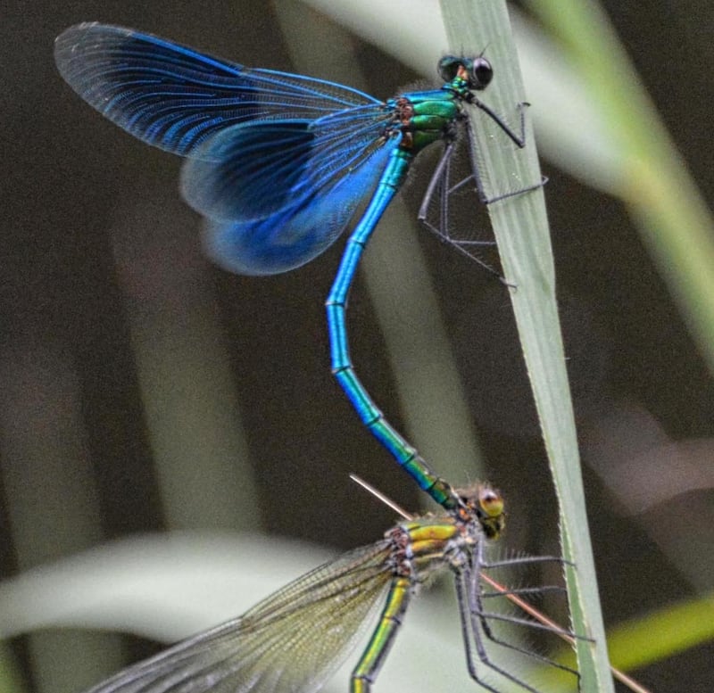 Damselflies spotted in Donegal
