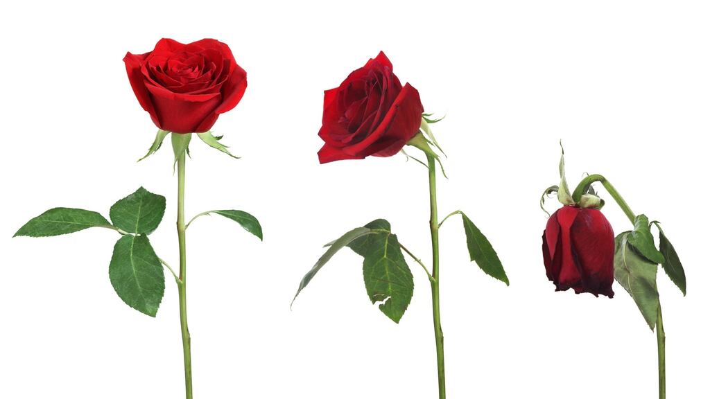 “Nobody knows what dying is like. Everybody is terrified, nobody is talking about it, everybody thinks they know what it’s like, and everybody thinks it is awful.”