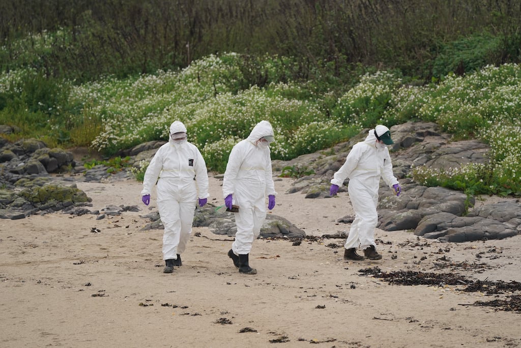 Bird flu – highly pathogenic avian influenza (HPAI) – has been a recurring problem in many countries in recent years. Photograph: Owen Humphreys/PA Wire