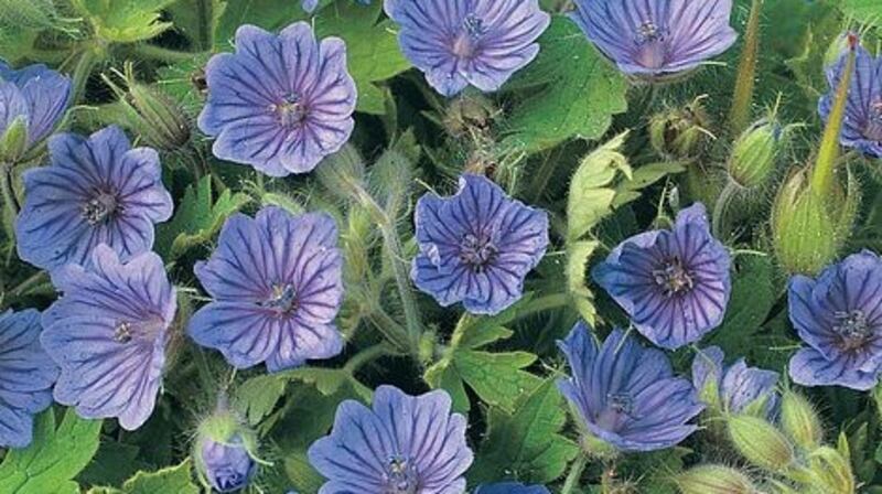 Geranium Orchid Blue