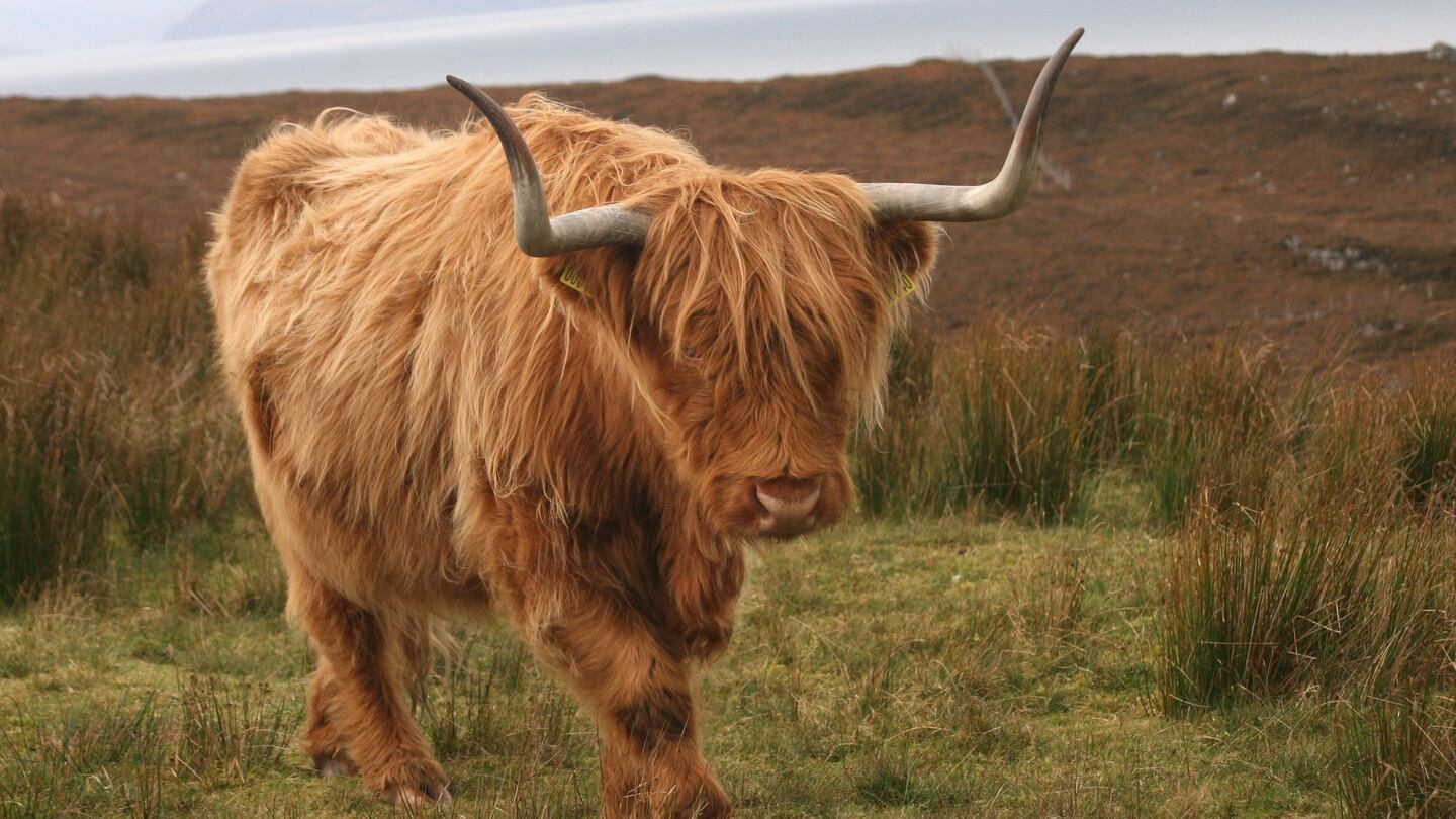Scotland’s North Coast 500: Expect to share the road with careless pigs, roaming deer, nosey otters and even the odd red squirrel. Photograph: Sue Mountjoy