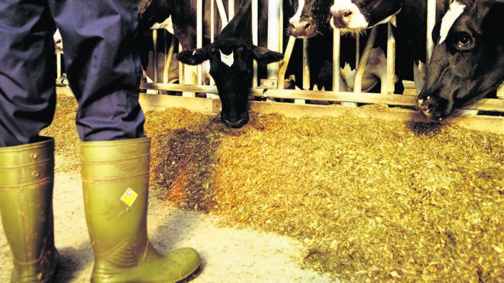 “Investing in a dairy expansion operation takes a lot of money; and if you don’t manage your budgets, when you have a fodder crisis you can’t feed your animals”