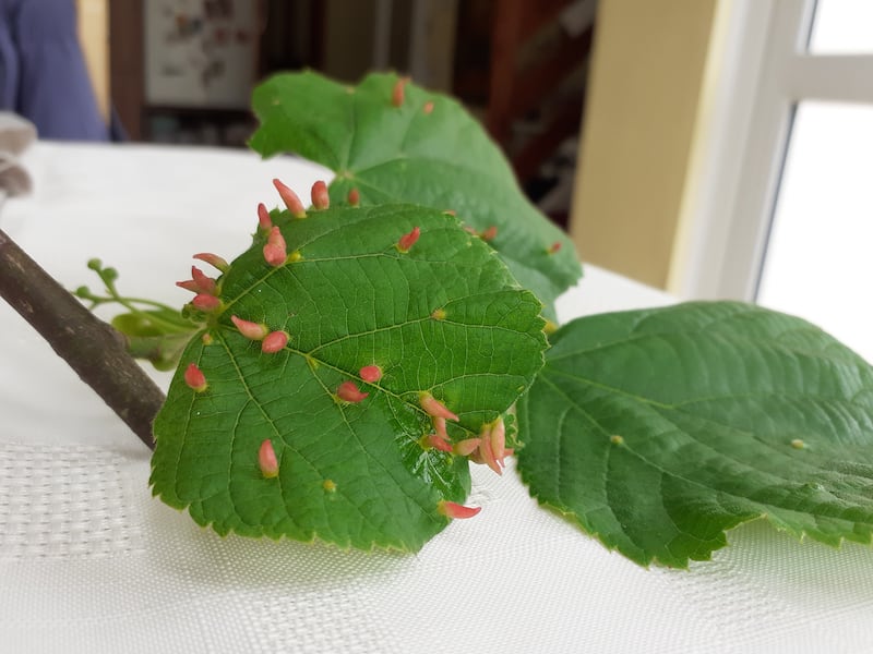 Nail galls on lime leaves. Photograph supplied by Edel Banks