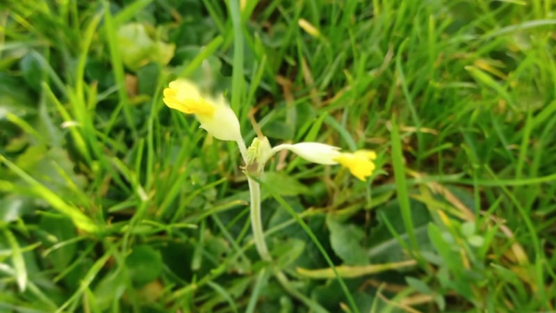 An early-flowering cowslip