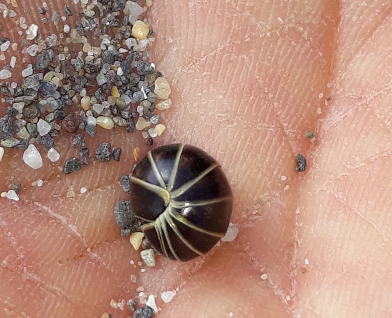 Pill woodlice curl up if they feel threatened, and are often found by the sea