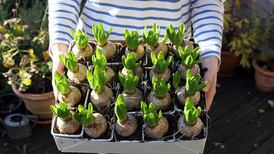 An expert’s guide to the best places to buy seeds and bulbs