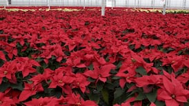 Ecology provides Christmas cheer and zombie flowers