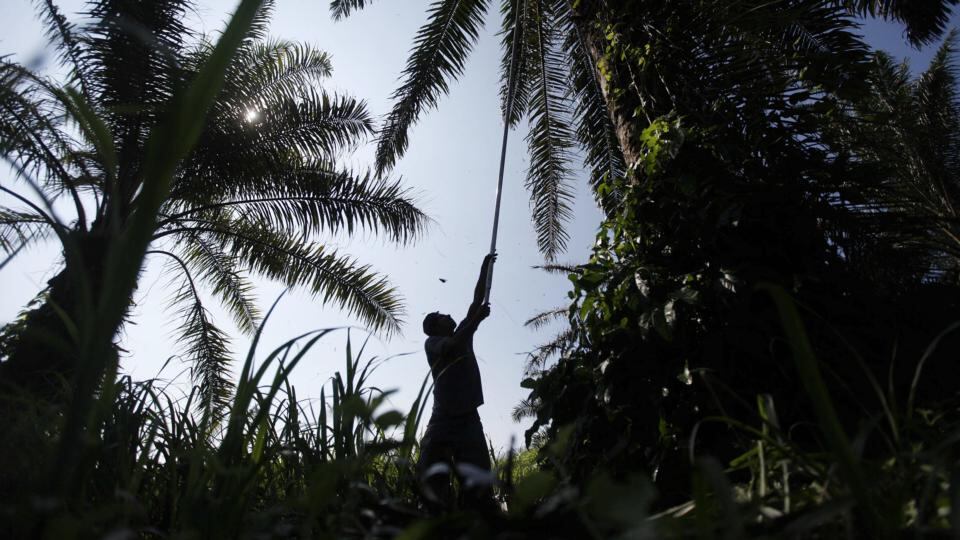 Harvest: a worker on an oil-palm plantation. Photograph: Edgard Garrido Carrera/New York Times
