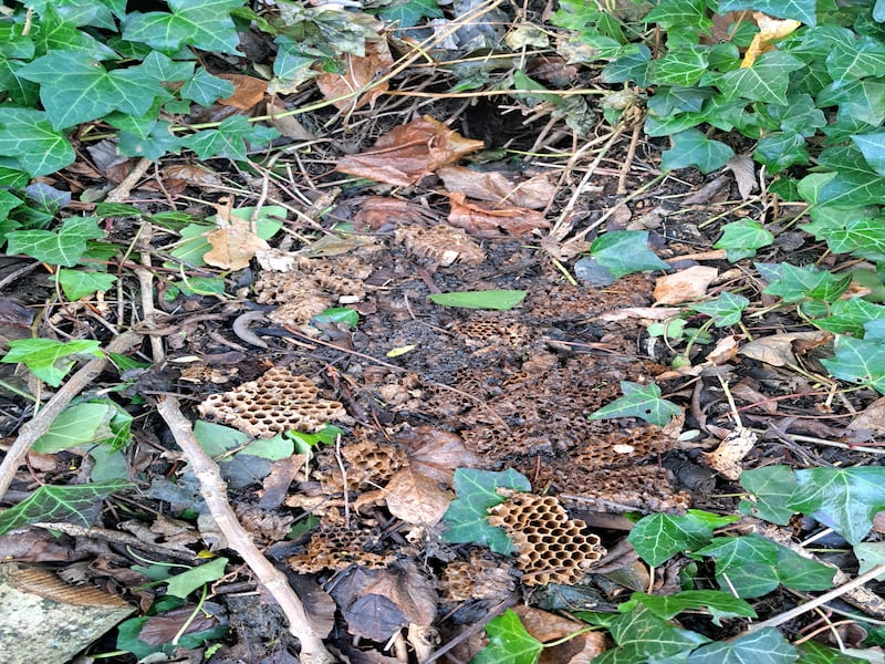 Wasp's nest, supplied by Emma McMahon