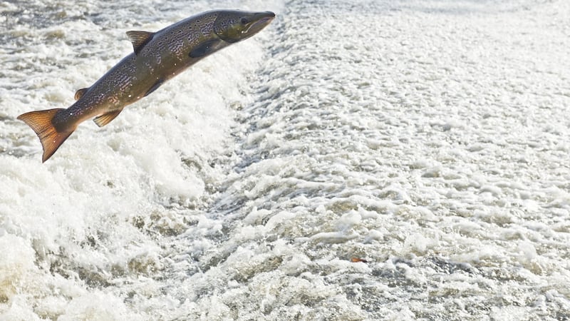 Farmed salmon found in angling rivers following unreported escape